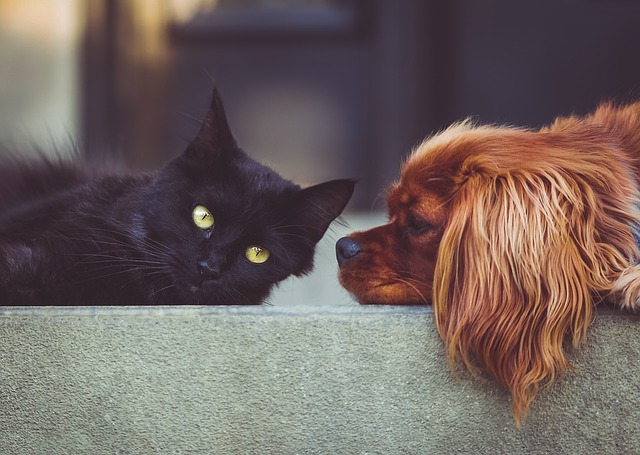 pes a černá kočka